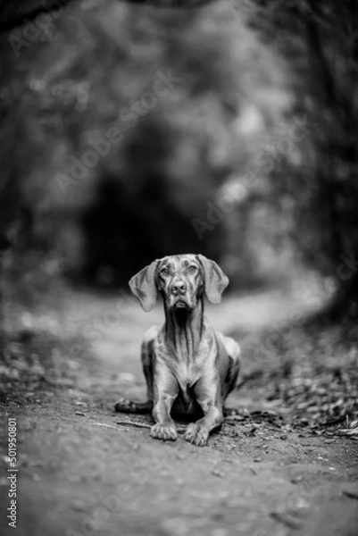 Obraz dog playing in the nature