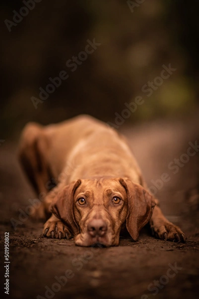 Obraz dog playing in the nature
