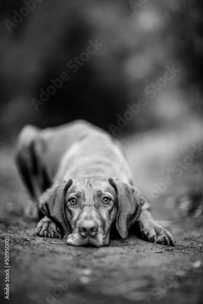 Obraz dog playing in the nature