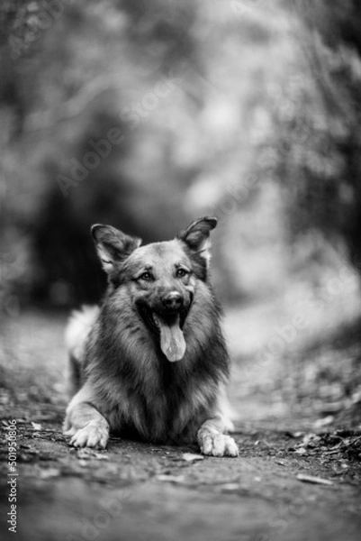 Obraz dog playing in the nature