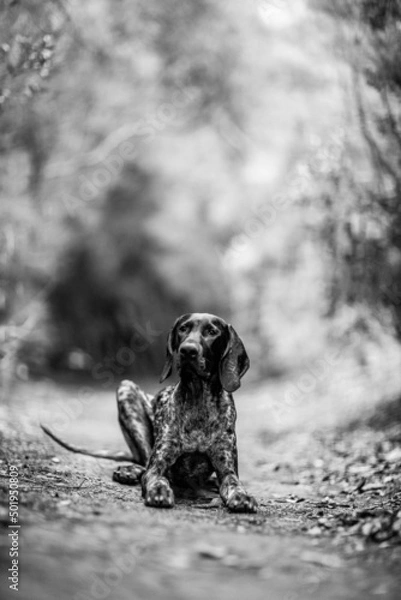 Obraz dog playing in the nature