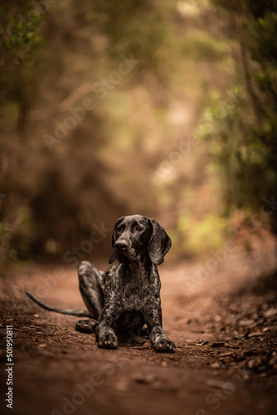 Obraz dog playing in the nature