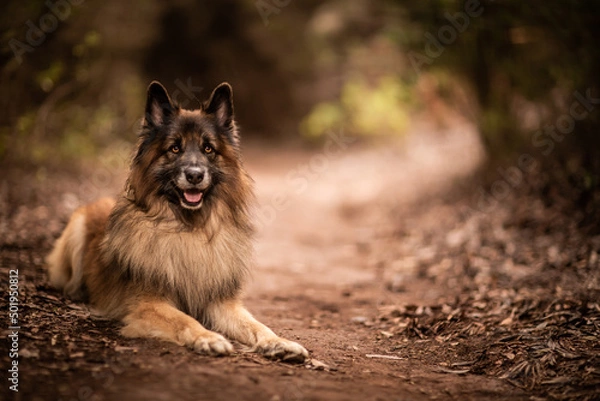 Obraz dog playing in the nature