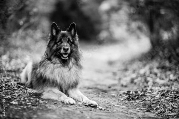 Obraz dog playing in the nature