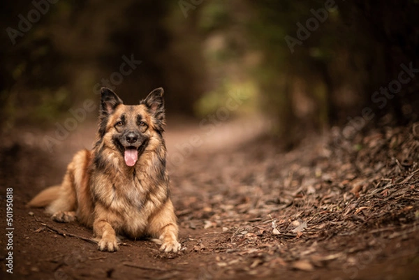 Obraz dog playing in the nature