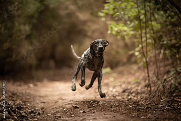 Fototapeta dog playing in the nature
