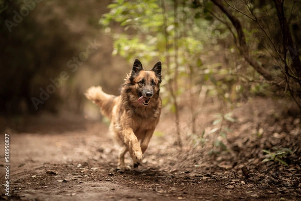 Obraz dog playing in the nature