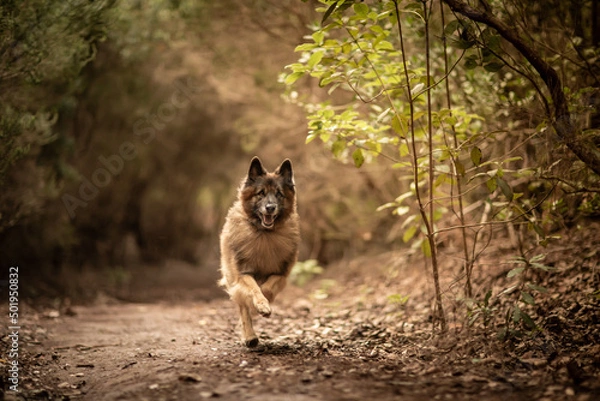 Obraz dog playing in the nature