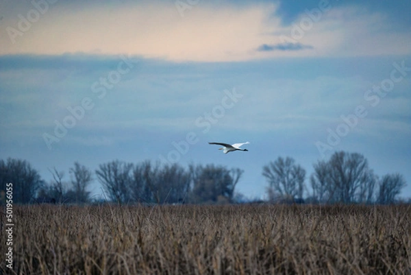 Obraz birds in flight