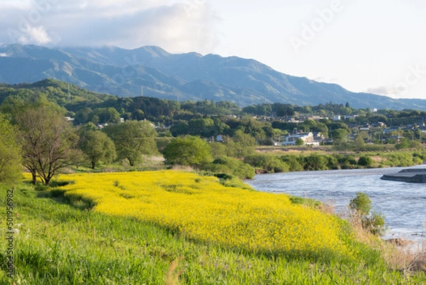 Fototapeta 菜の花畑と河川