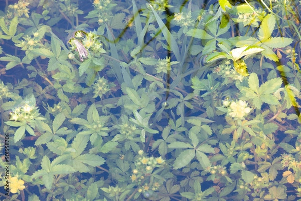 Fototapeta 水中の草花