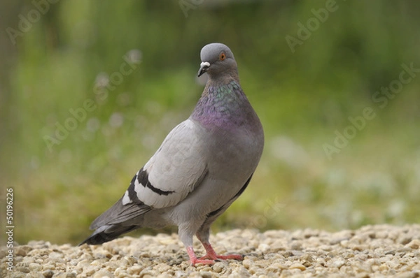 Obraz Rock Pigeon