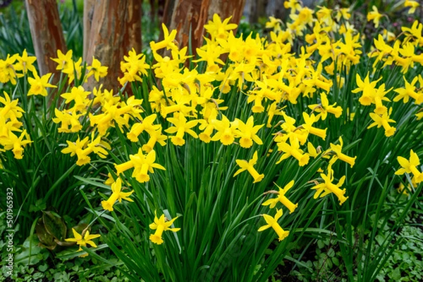 Fototapeta Large bunch of classic bright yellow daffodils blooming in a winter garden

