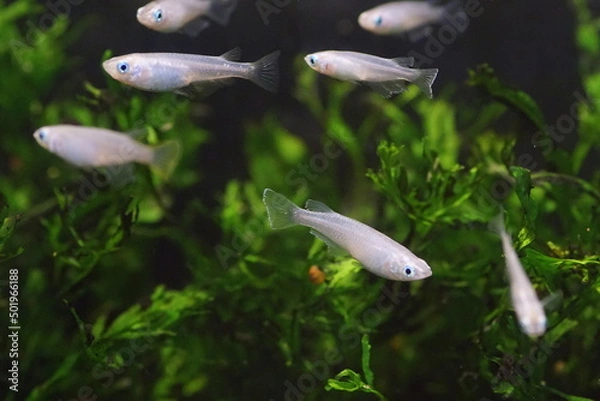 Fototapeta アオメダカ　水槽