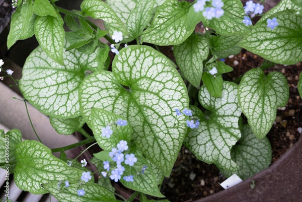 Fototapeta 宿根草　ブルンネラ