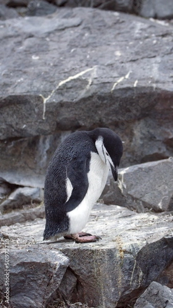 Fototapeta Chinstrap penguin (Pygoscelis antarcticus) on Half Moon Island, Antarctica