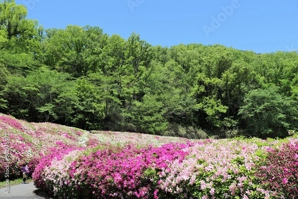 Fototapeta 大阪府民の森　なるかわ園地のつつじ