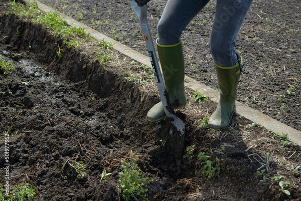 Fototapeta 田んぼの畔塗り（黒つけ）