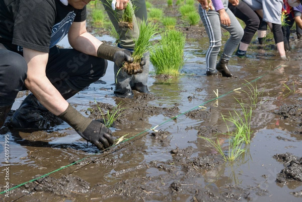 Fototapeta 田植え体験