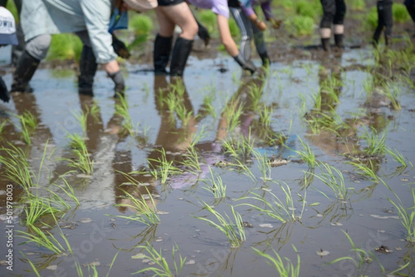 Fototapeta 田植え