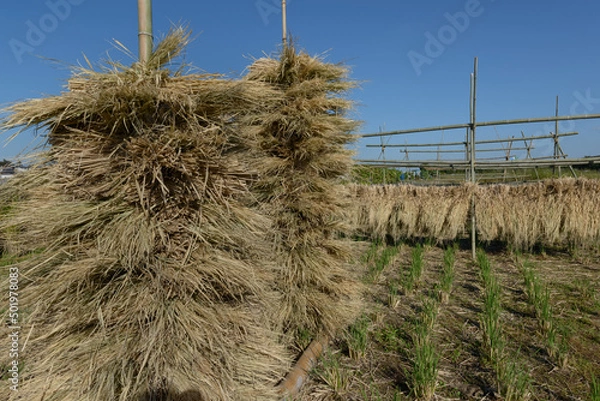 Fototapeta 稲刈り後のはさかけと藁の束