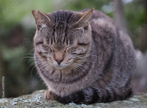 Fototapeta 公園の野良猫