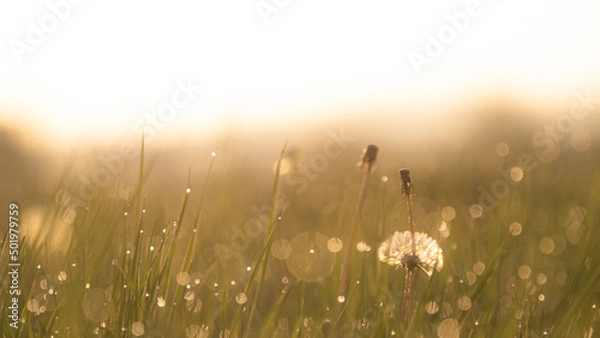 Obraz タンポポの綿毛