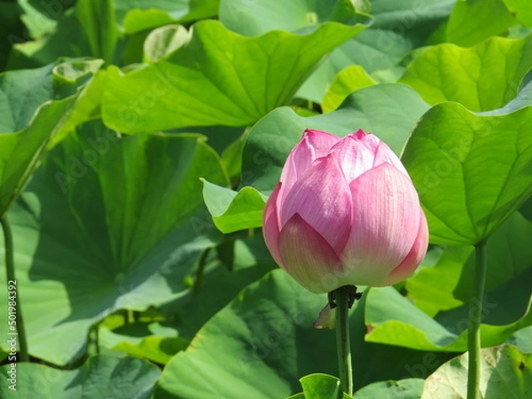 Fototapeta 蓮の蕾