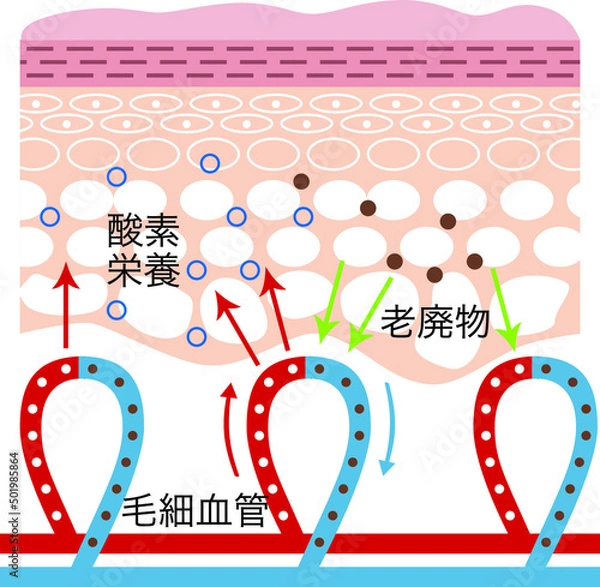 Obraz 肌の断面図