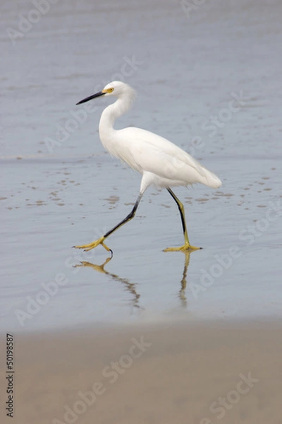 Obraz Beach and white bird