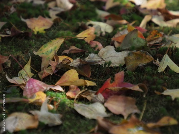 Obraz 紅葉の落ち葉