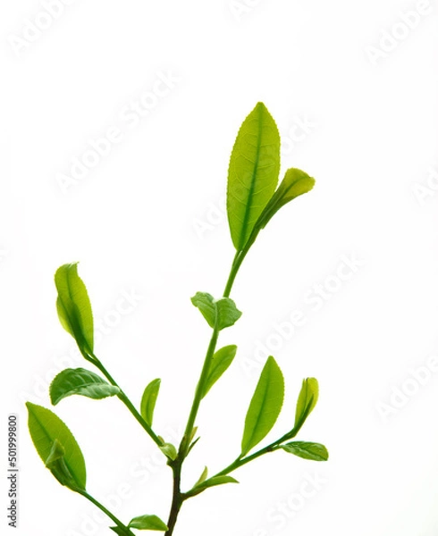 Fototapeta 茶葉の新芽　　イメージ