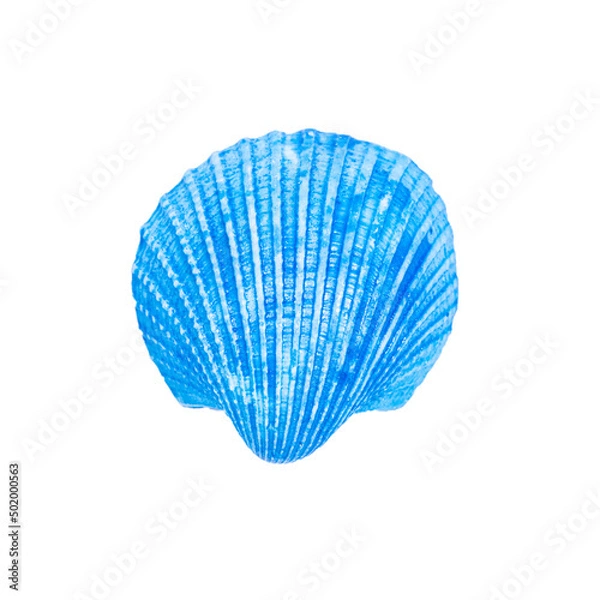 Fototapeta 青色の貝殻　切り抜き素材
