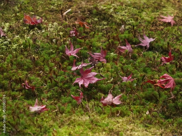 Obraz 紅葉の落ち葉