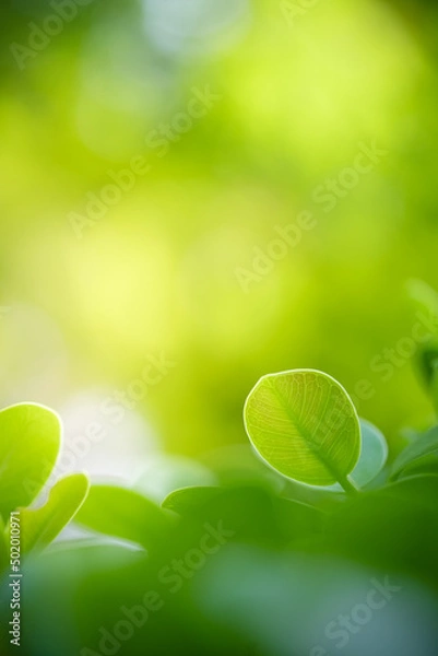 Fototapeta Beautiful nature view of green leaf on blurred greenery background in garden and sunlight with copy space using as background natural green plants landscape, ecology, fresh wallpaper concept.