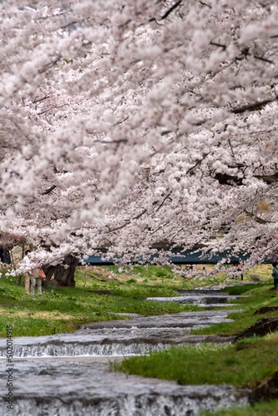 Obraz 桜　観音寺川