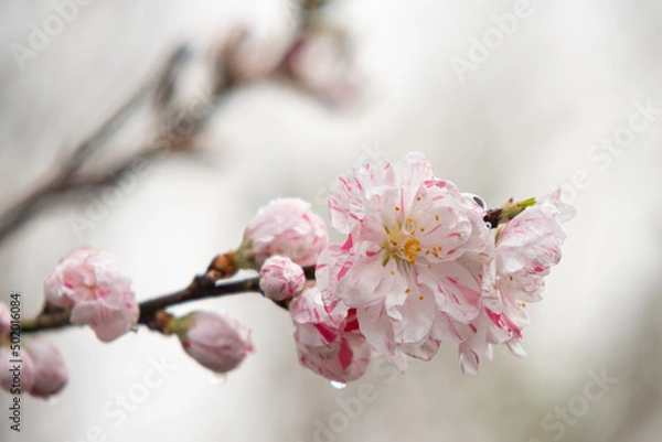 Obraz 桜