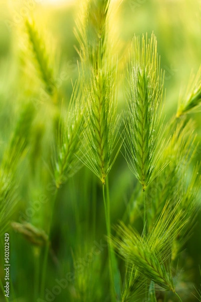 Obraz Fresh Morning dew on spring grass closeup