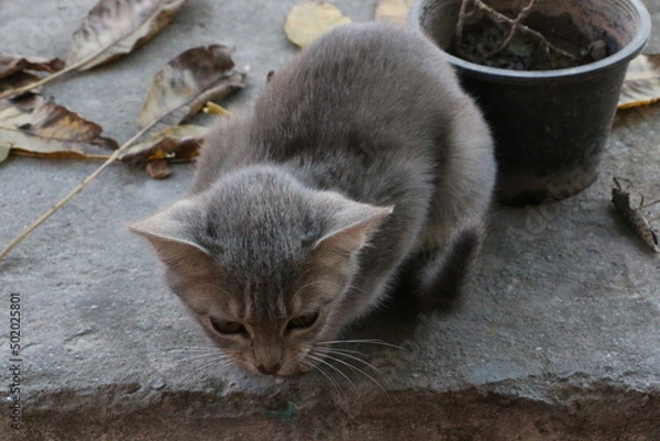 Obraz cat on the roof