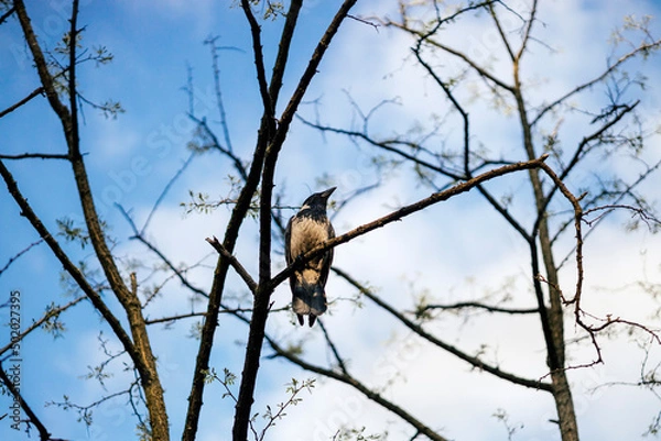 Obraz Crow bird on a branch