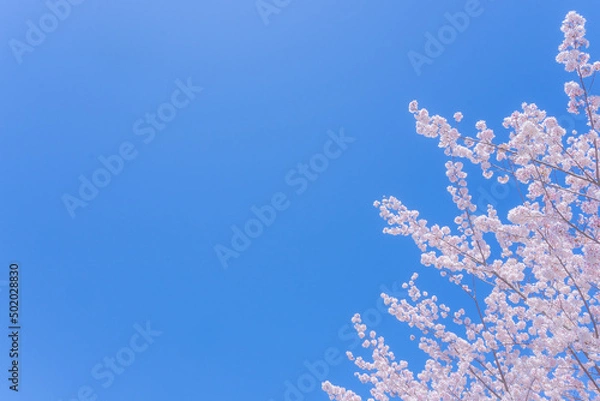 Fototapeta 嵐山の桜