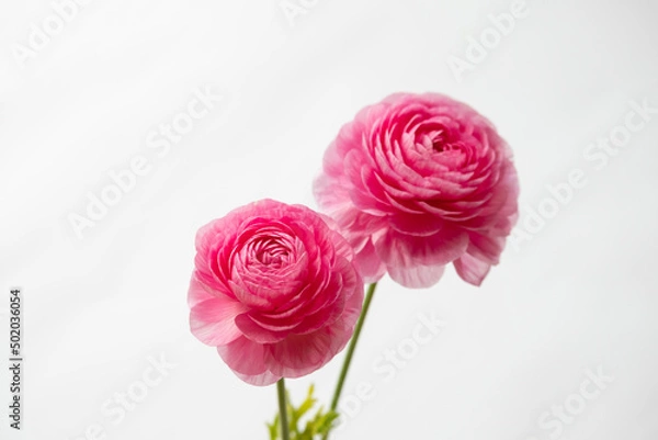 Fototapeta 白背景のラナンキュラス