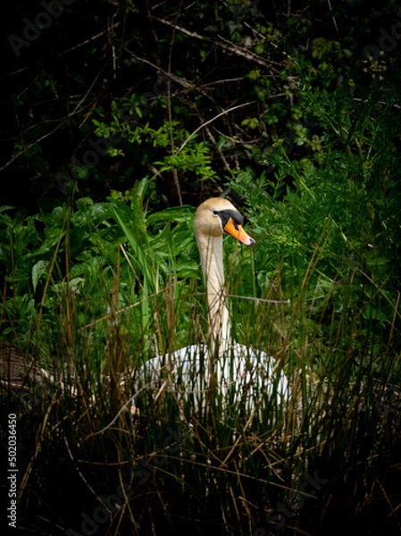 Obraz swan on the nest 