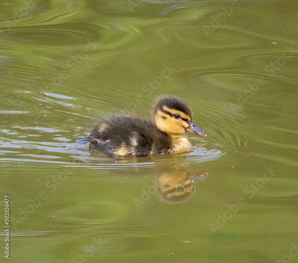 Obraz small duckling