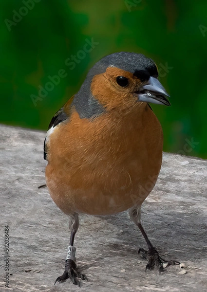 Obraz chaffinch