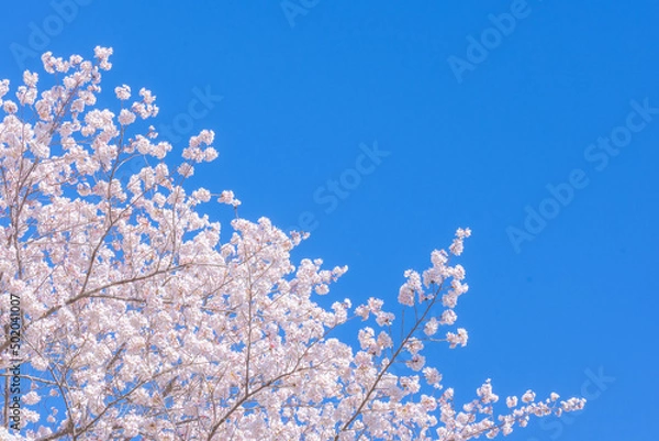 Fototapeta 和らぎの道の桜