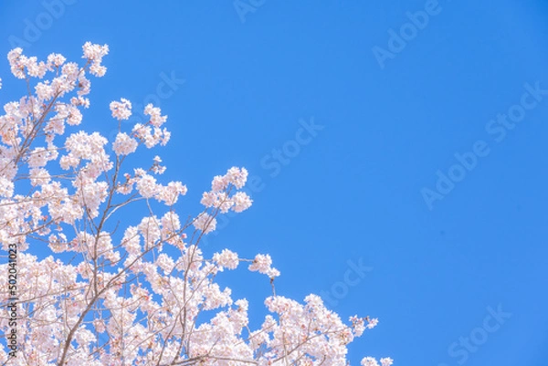 Fototapeta 和らぎの道の桜