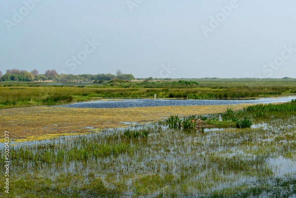 Fototapeta Réserve de Beauguillot, Parc Naturel Régional des Marais du Cotentin et du Bessin, 50, Manche