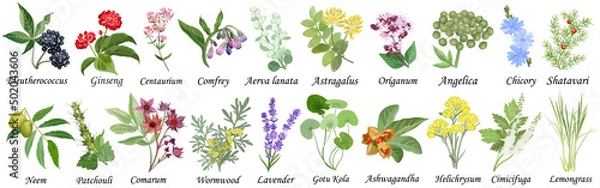 Obraz Medicinal and healing herbs collection. Hand drawn set of botanical vector illustrations, isolated on white.