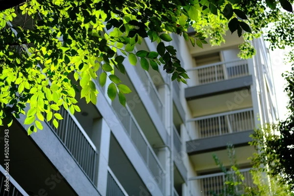 Fototapeta 公園と住宅